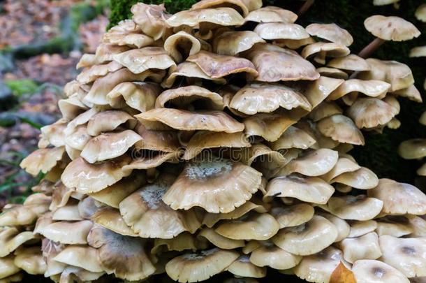 野生的蘑菇向长满苔藓的树干采用森林.