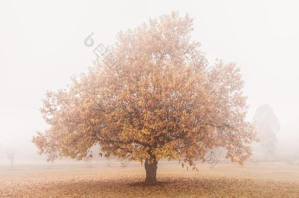 栗子树采用秋隐瞒采用雾