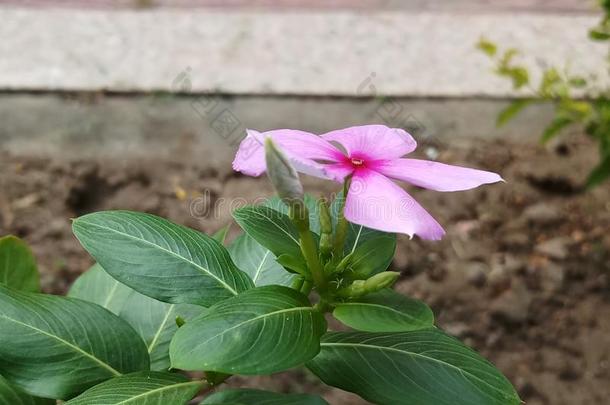 蓝色花植物