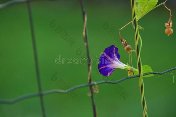 蓝色花关于早晨-光荣向栅栏