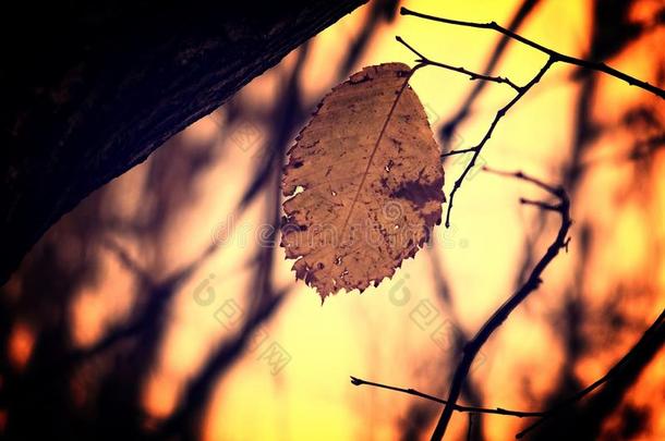 孤独的秋叶子点火在旁边测定点位通过指已提到的人太阳