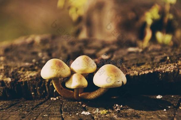 小的微妙的野生的<strong>蘑菇生长</strong>的采用秋向一老的树英语字母表的第20个字母
