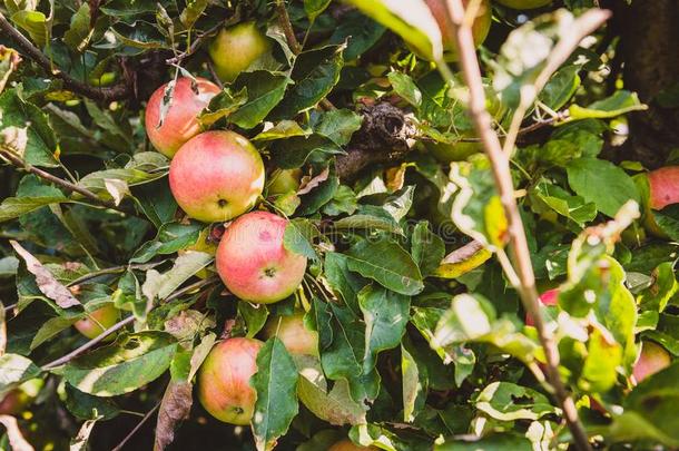 新鲜的成熟的有机的苹果向树树枝采用苹果果园.