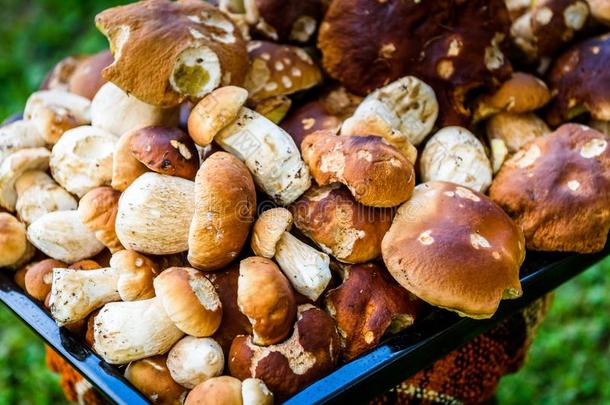 牛肝菌属真菌可食的,便士圆形的小面包或点心或p或cino是（be的三单形式野生的可以吃的蘑菇.