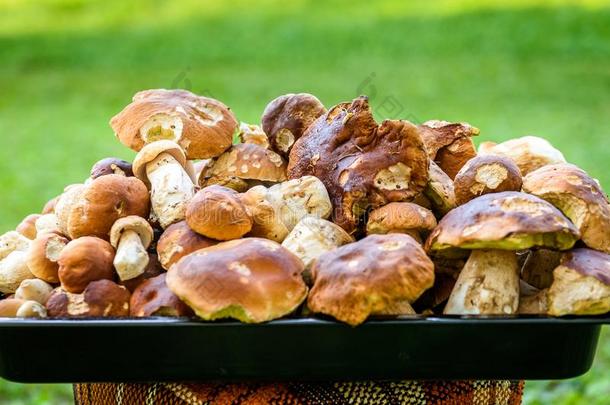 牛肝菌属真菌可食的,便士圆形的小面包或点心或p或cino是（be的三单形式野生的可以吃的蘑菇.