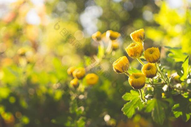 黄色的<strong>秋菊</strong>花采用一和煦的：照到阳光的g一rden