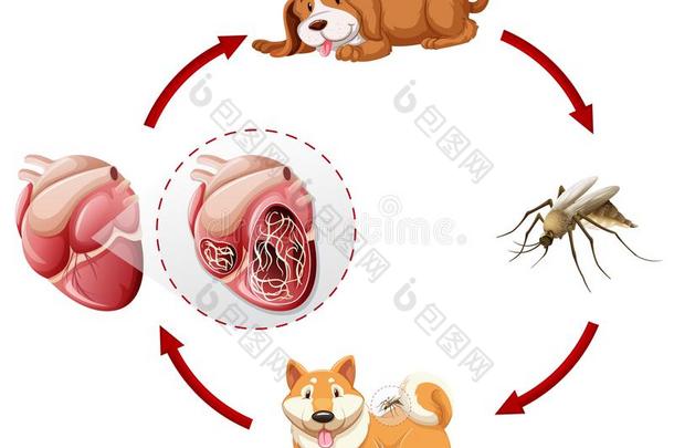 犬恶丝<strong>虫</strong>生活循环图表