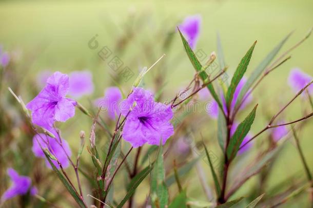 紫色的花和美丽的.