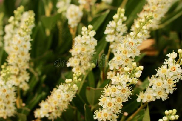 多重的花穗关于桂冠树篱花-樱桃桂冠-