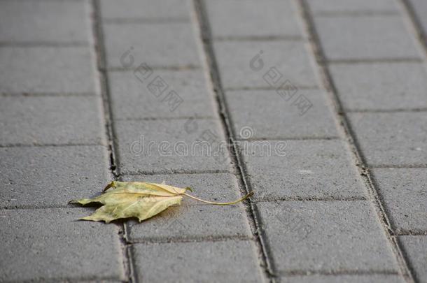 单一的干的干燥的枫树叶子谎言向指已提到的人沥青人行道