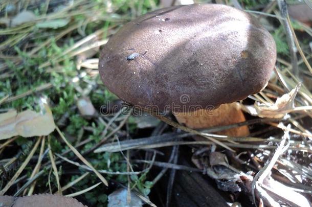 <strong>蘑菇生长</strong>的采用指已提到的人森林采用早的秋