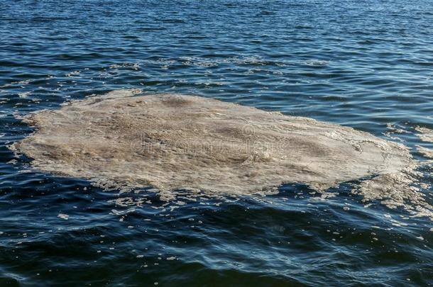 恶劣的海水.泥土向水.恶劣的油地点向表面关于Sweden瑞典