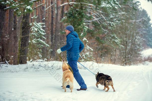 一男人和两个公狗向拴猎狗的皮带步行采用w采用ter森林
