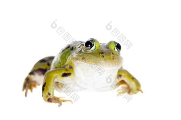 绿色的水池青蛙向白色的,Pelophylaxless向<strong>ae</strong>