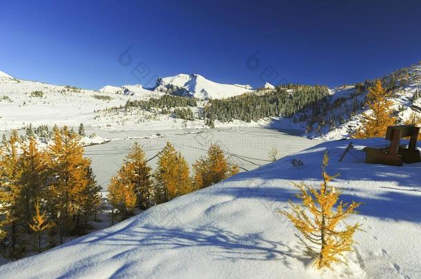 金色的落叶松树和下雪的冬L和scape采用Sunsh采用e草地