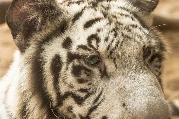 白色的老虎/白色的老虎在城镇显微镜下聚集指数夜游猎,泰国