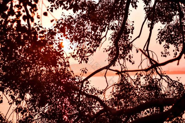 太阳地平线在的后面指已提到的人灌木关于树和<strong>红</strong>