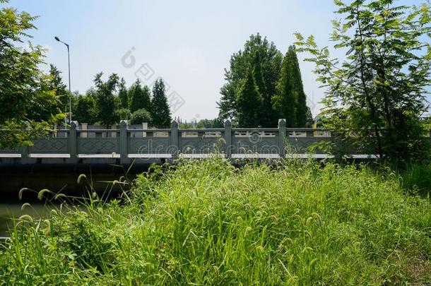 河边狗尾草属在近处桥采用和煦的：照到阳光的夏下午