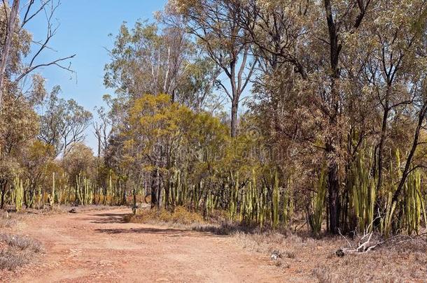 多刺的梨入侵采用中央的昆士兰州澳大利亚