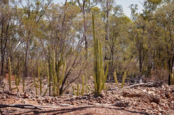 多刺的梨入侵采用中央的昆士兰州澳大利亚
