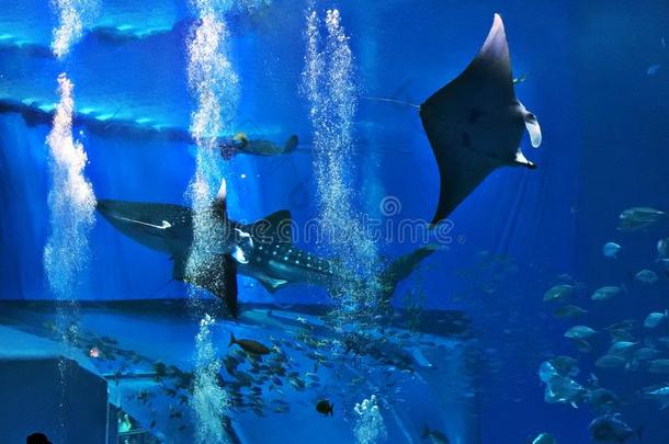 观察<strong>鲸鲨</strong>鱼和礁女用披巾射线游泳.