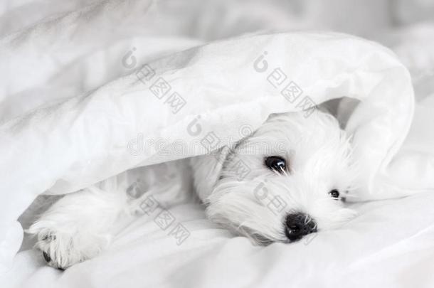 睡眠白色的小狗在下面白色的毛毯,睡眠髯狗