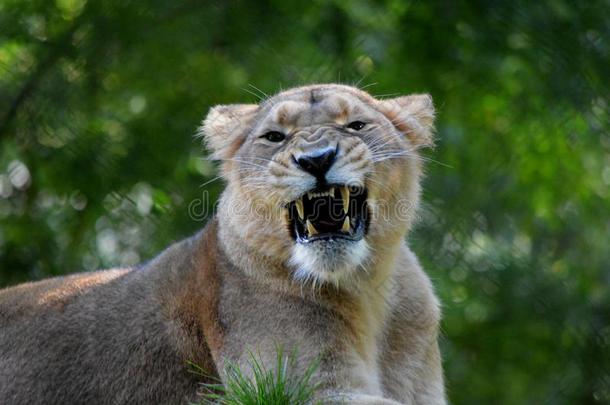 母狮漂亮的肖像从佩恩顿动物园.