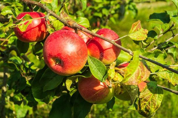 成熟的红色的苹果向一苹果树收获,秋.