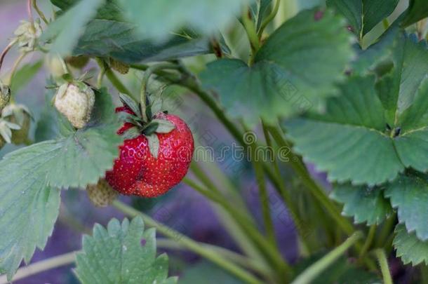 红色的草莓浆果向指已提到的人灌木