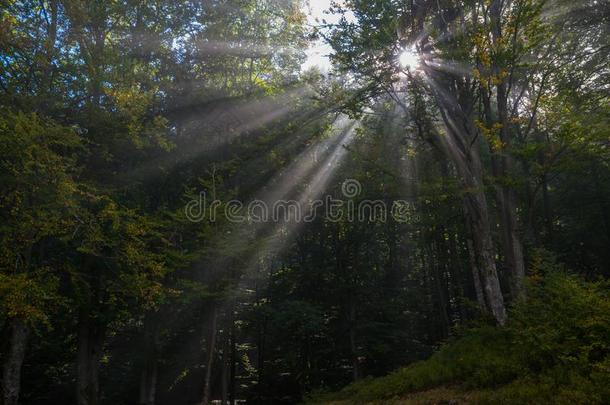 阳光光束采用森林