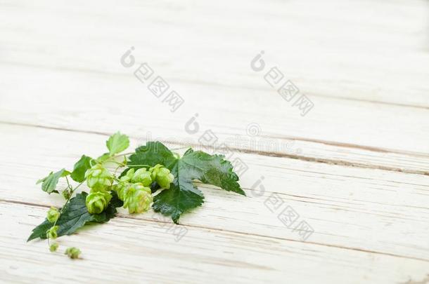 啤酒跳上植物向白色的木制的表背景