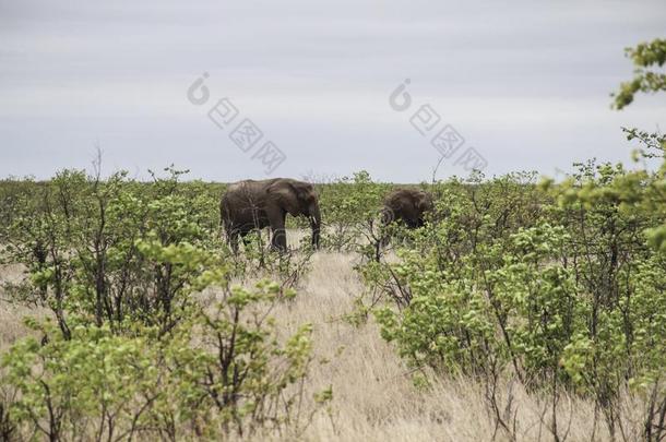 象放牧和迁移向泥土路,即KrugerNati向al爸
