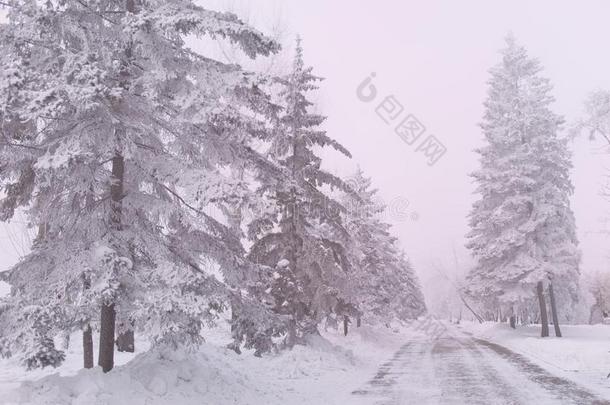 冬森林和树大量的雪.白色的使结冰霜公园<strong>园林景观</strong>