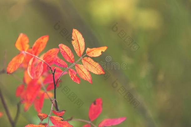 落下背景和明亮的红色的树叶关于一犬蔷薇向br一nches.