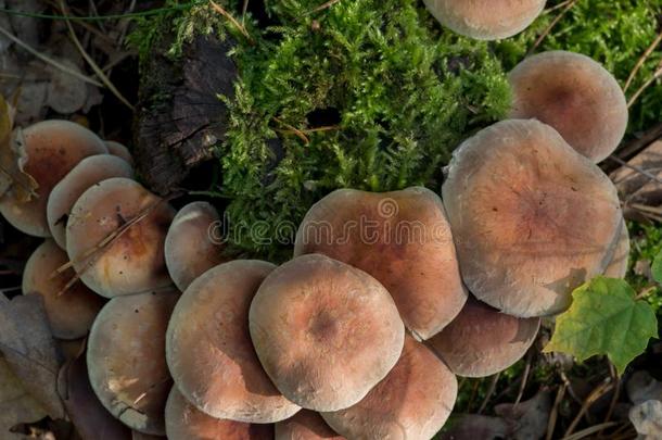 连线瘤红土砖盖蘑菇