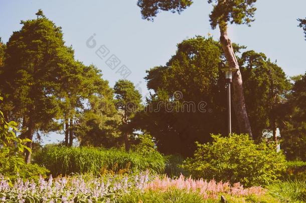 风景设计,美丽的公园和花和针叶树,科特克
