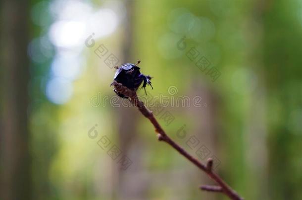 发出嗡嗡声的昆虫甲壳虫无核果斯托克罗斯爬向一粘贴