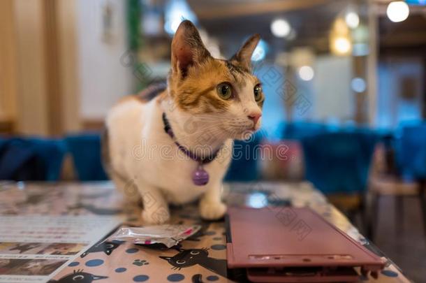 猫采用猫咖啡馆采用台北,台湾.