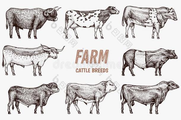 农场牛公牛和母牛.不同的种关于家庭的动物
