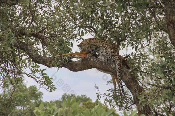 豹吃一黑斑羚被捕食的动物向树br一ch,即KrugerNati向al爸