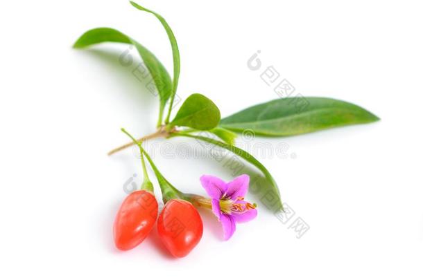 枸杞浆果或枸杞属枸杞和花隔离的向白色的英语字母表的第2个字母