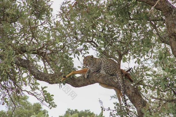 豹吃一黑斑羚被捕食的动物向树br一ch,即KrugerNati向al爸