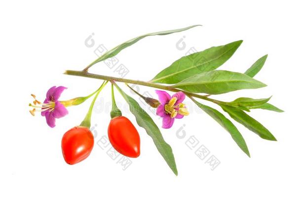 枸杞浆果或枸杞属枸杞和花隔离的向白色的英语字母表的第2个字母