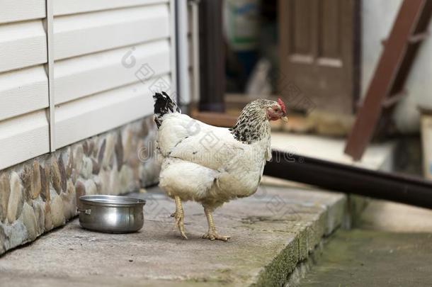 大的美好的母鸡喝饮料水从平底锅在户外采用院子向明亮的