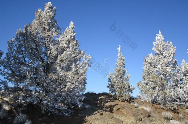 被霜覆盖的刺柏属丛木或<strong>树木</strong>树