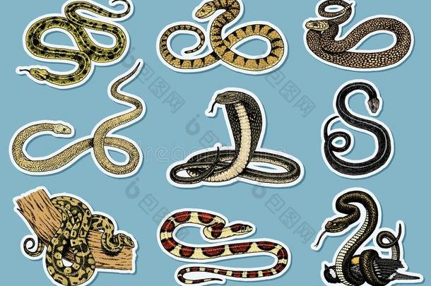 放置蝰蛇蛇.蛇眼镜蛇和巨蛇,水蟒或蝰蛇,Romania罗马尼亚