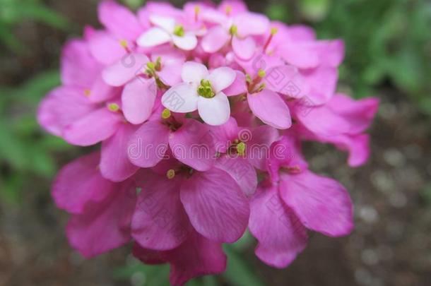 漂亮的光粉红色的花关在上面采用一g一rden,夏2018