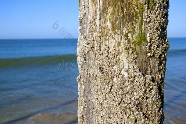 壳<strong>大</strong>量的树干采用指已提到的人海岸