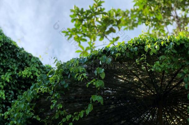 绿色的树叶向雨伞,树攀登向手工做的雨伞.