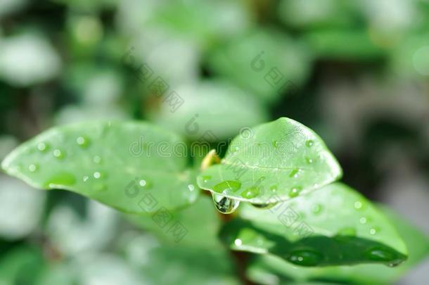 无花果属植物普米拉或水珠落下向无花果属植物普米拉